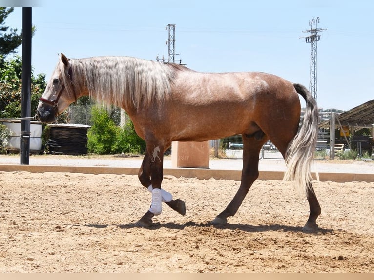 PRE Stallion 4 years 15,2 hh in Provinz Granada