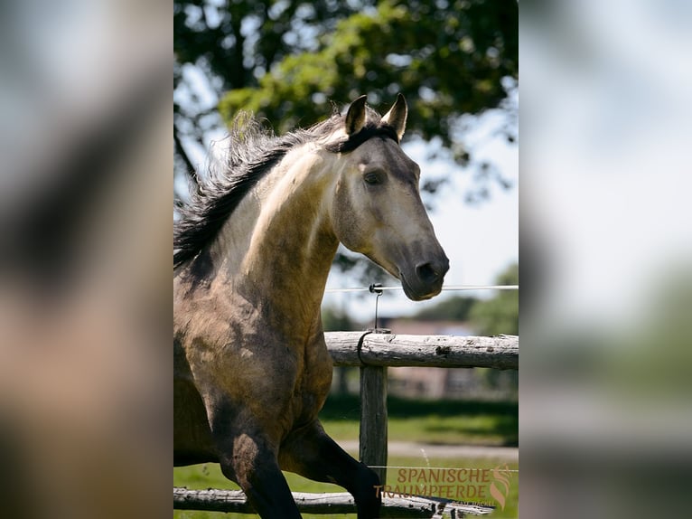 PRE Stallion 4 years 15,2 hh Dun in Traventhal