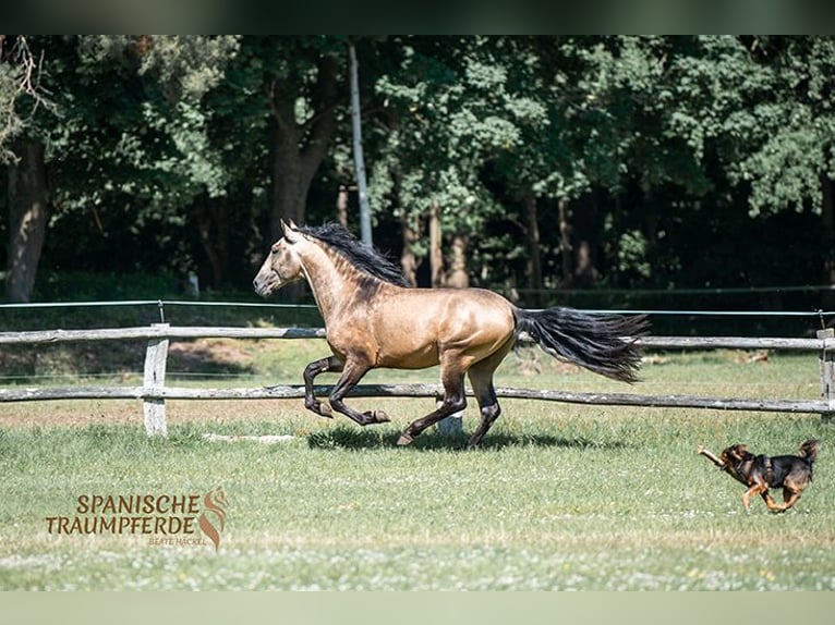 PRE Stallion 4 years 15,2 hh Dun in Traventhal