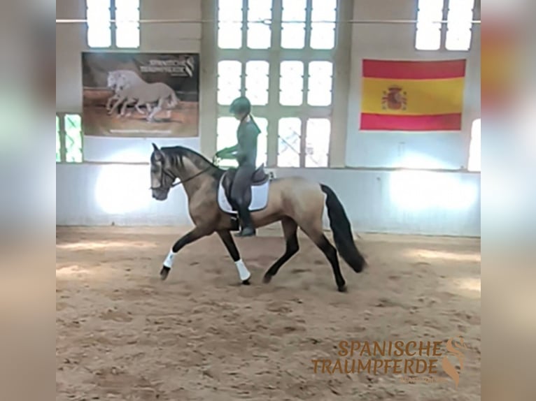 PRE Stallion 4 years 15,2 hh Dun in Traventhal