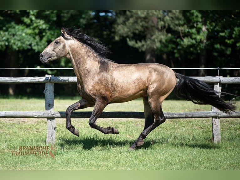 PRE Stallion 4 years 15,2 hh Dun in Traventhal