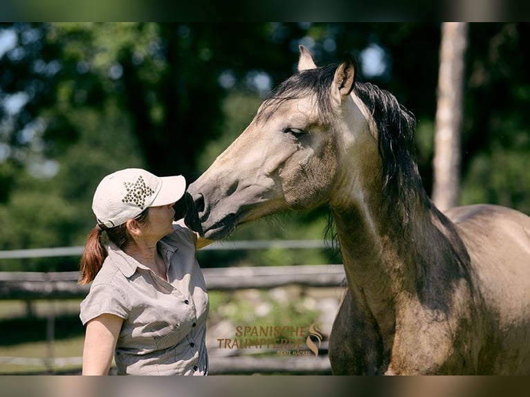 PRE Stallion 4 years 15,2 hh Dun in Traventhal