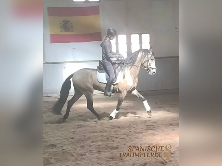 PRE Stallion 4 years 15,2 hh Dun in Traventhal