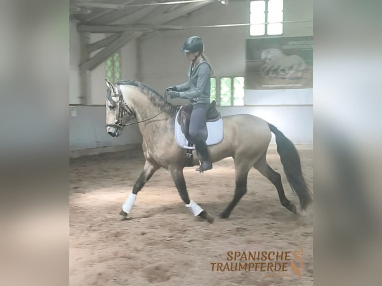 PRE Stallion 4 years 15,2 hh Dun in Traventhal