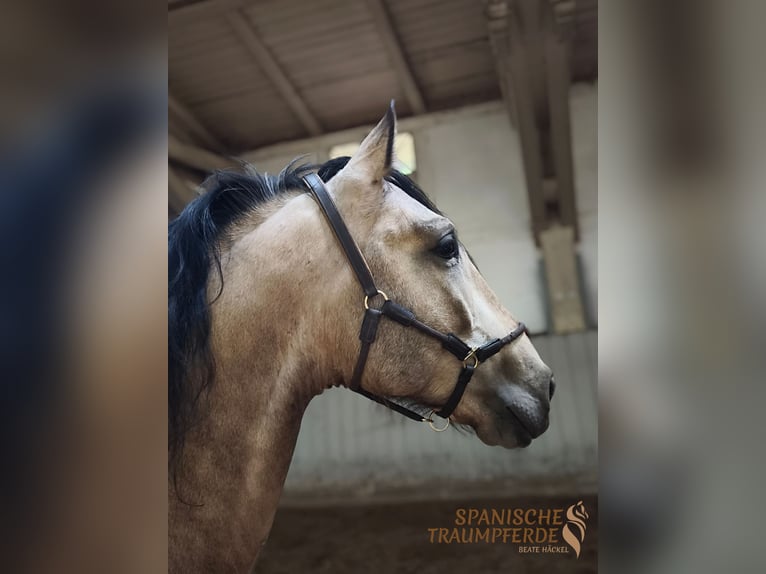 PRE Stallion 4 years 15,2 hh Dun in Traventhal