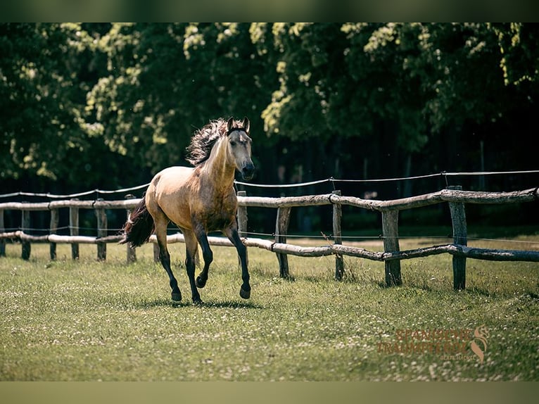 PRE Stallion 4 years 15,2 hh Dun in Traventhal