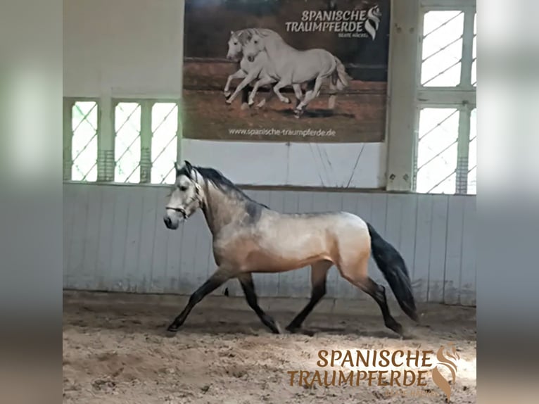 PRE Stallion 4 years 15,2 hh Dun in Traventhal