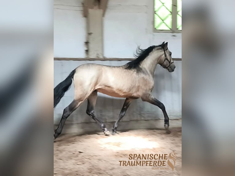PRE Stallion 4 years 15,2 hh Dun in Traventhal