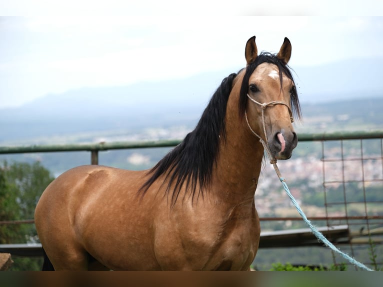 PRE Mix Stallion 4 years 15,2 hh Dun in Hamburg