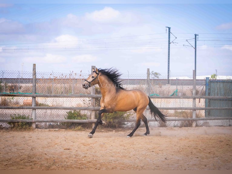 PRE Stallion 4 years 15,2 hh Dun in Rafelguaraf