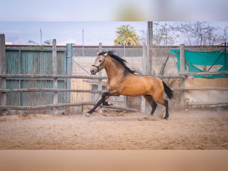 PRE Stallion 4 years 15,2 hh Dun in Rafelguaraf