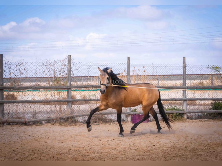 PRE Stallion 4 years 15,2 hh Dun in Rafelguaraf