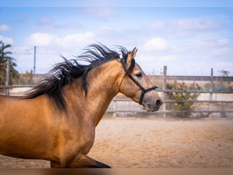 PRE Stallion 4 years 15,2 hh Dun in Rafelguaraf