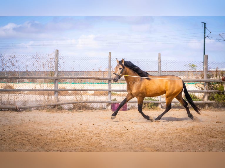 PRE Stallion 4 years 15,2 hh Dun in Rafelguaraf