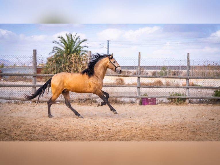 PRE Stallion 4 years 15,2 hh Dun in Rafelguaraf