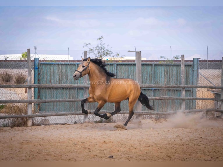 PRE Stallion 4 years 15,2 hh Dun in Rafelguaraf