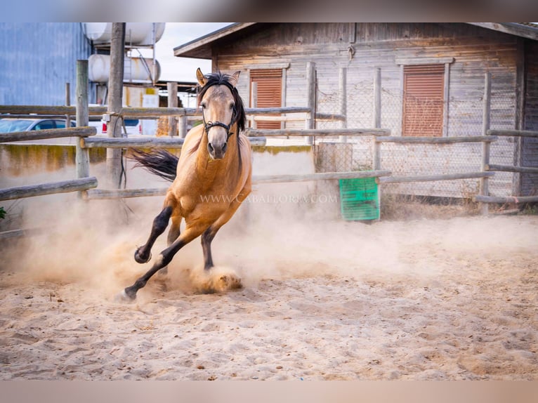 PRE Stallion 4 years 15,2 hh Dun in Rafelguaraf