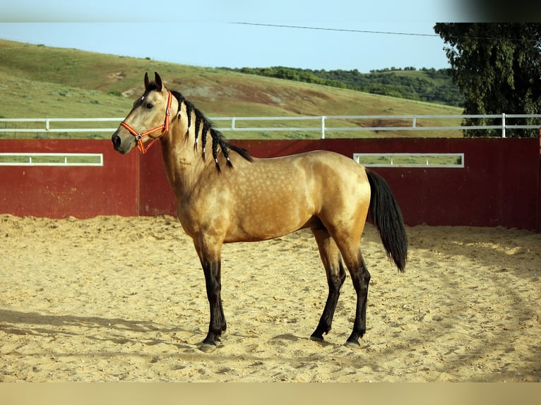 PRE Mix Stallion 4 years 15,2 hh Dun in Los Isletes