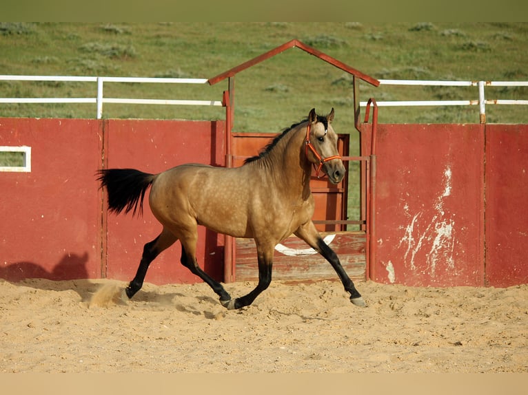 PRE Mix Stallion 4 years 15,2 hh Dun in Los Isletes