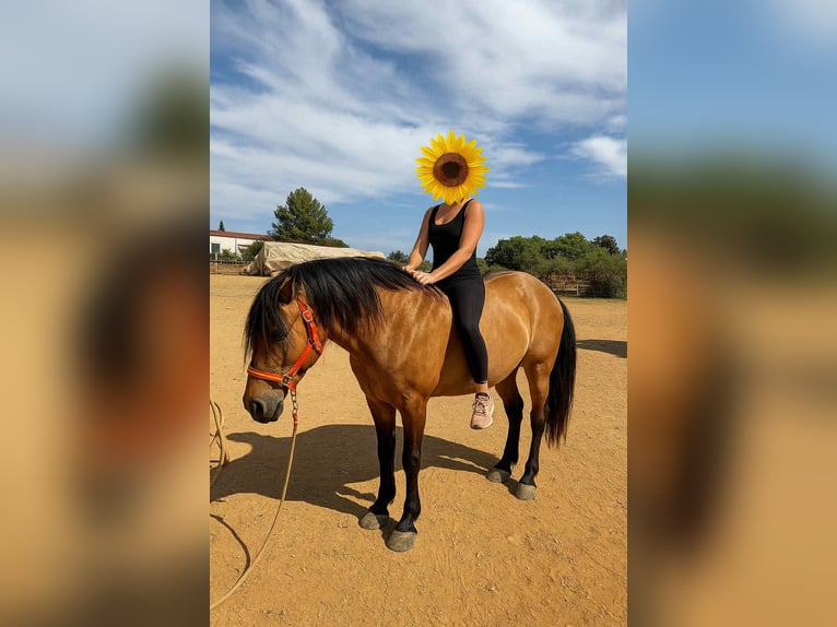 PRE Mix Stallion 4 years 15.2 hh Dun in Galaroza (Huelva)