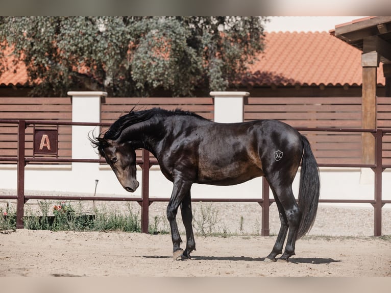 PRE Stallion 4 years 15,2 hh Dun in BAÑOS DE LEDESMA