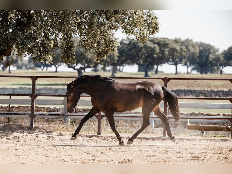 PRE Stallion 4 years 15,2 hh Dun in BAÑOS DE LEDESMA