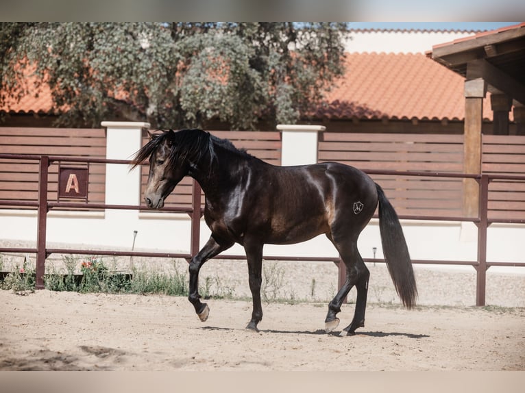 PRE Stallion 4 years 15,2 hh Dun in BAÑOS DE LEDESMA