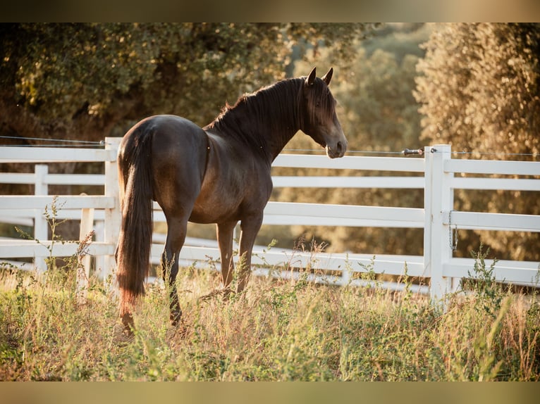 PRE Stallion 4 years 15,2 hh Dun in BAÑOS DE LEDESMA