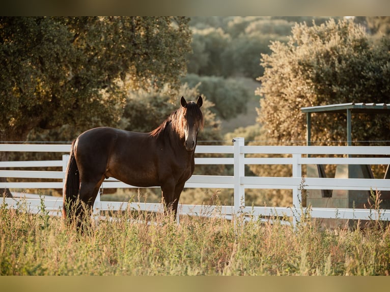 PRE Stallion 4 years 15,2 hh Dun in BAÑOS DE LEDESMA