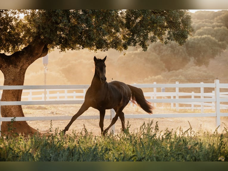 PRE Stallion 4 years 15,2 hh Dun in BAÑOS DE LEDESMA