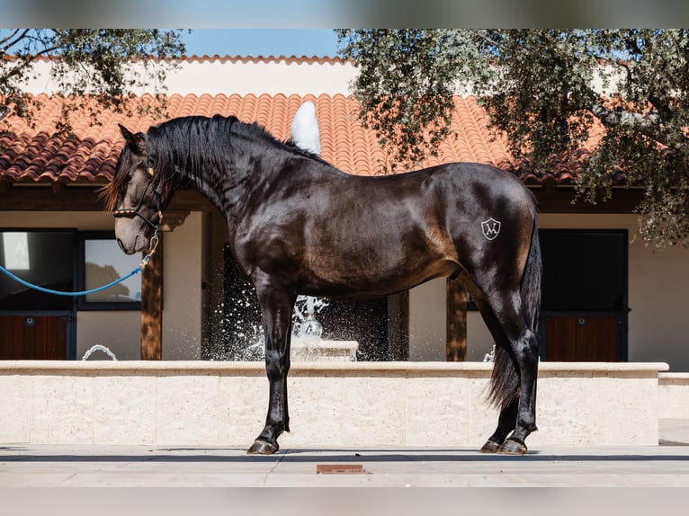 PRE Stallion 4 years 15,2 hh Dun in BAÑOS DE LEDESMA