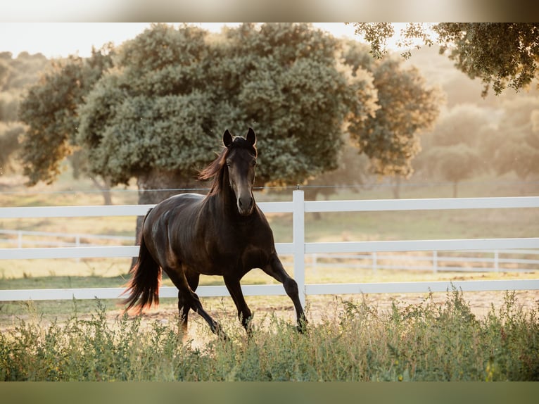 PRE Stallion 4 years 15,2 hh Dun in BAÑOS DE LEDESMA