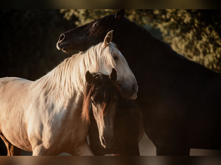 PRE Stallion 4 years 15,2 hh Dun in BAÑOS DE LEDESMA