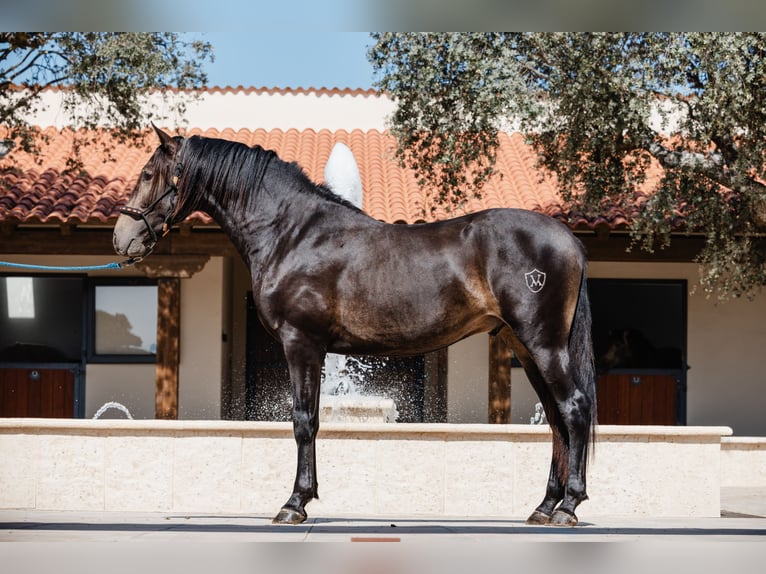 PRE Stallion 4 years 15,2 hh Dun in BAÑOS DE LEDESMA