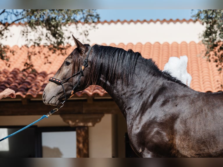 PRE Stallion 4 years 15,2 hh Dun in BAÑOS DE LEDESMA