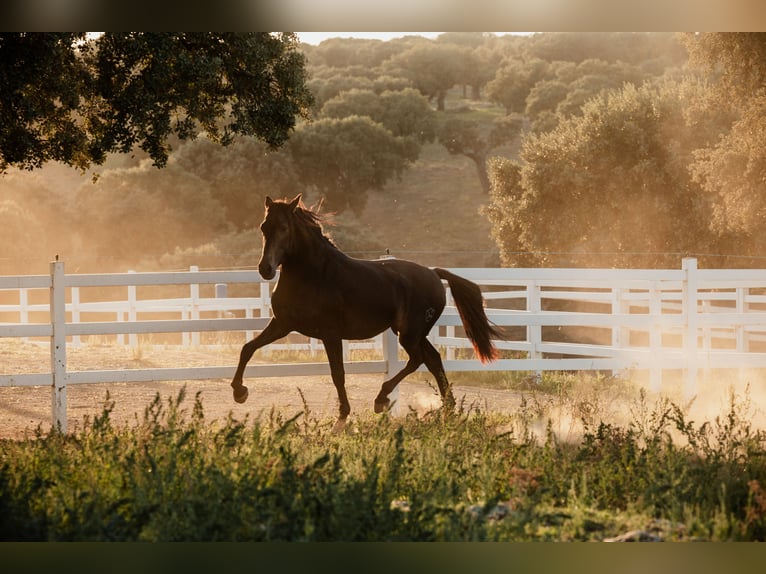 PRE Stallion 4 years 15,2 hh Dun in BAÑOS DE LEDESMA