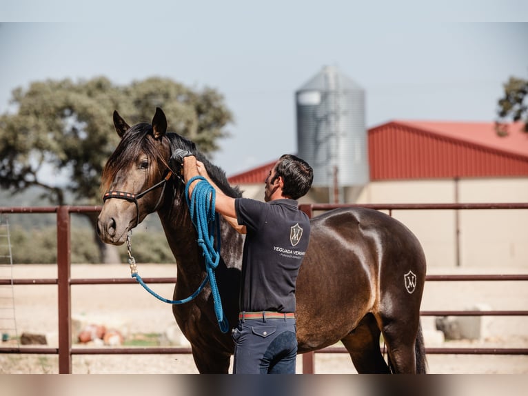 PRE Stallion 4 years 15,2 hh Dun in BAÑOS DE LEDESMA