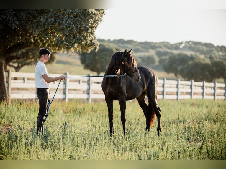 PRE Stallion 4 years 15,2 hh Dun in BAÑOS DE LEDESMA