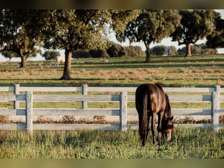 PRE Stallion 4 years 15,2 hh Dun in BAÑOS DE LEDESMA