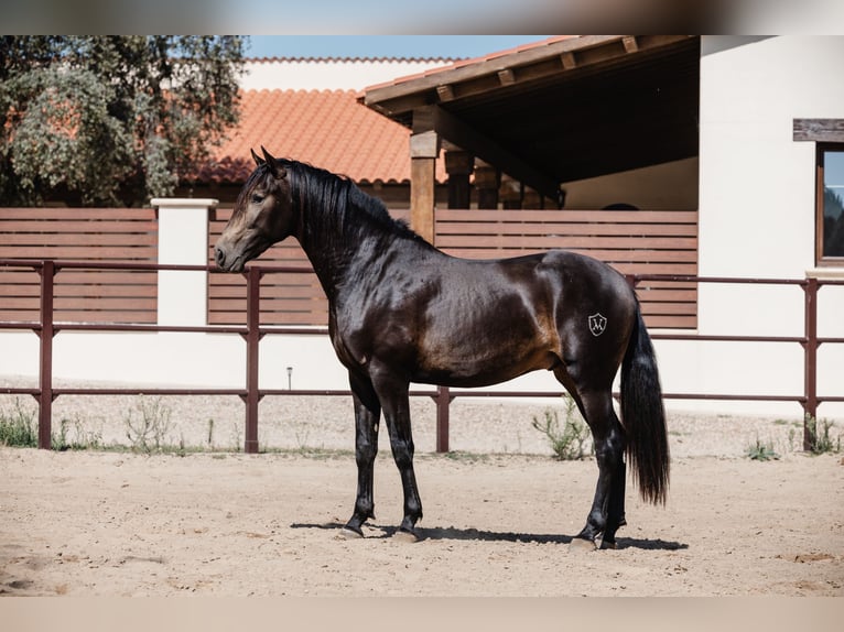 PRE Stallion 4 years 15,2 hh Dun in BAÑOS DE LEDESMA