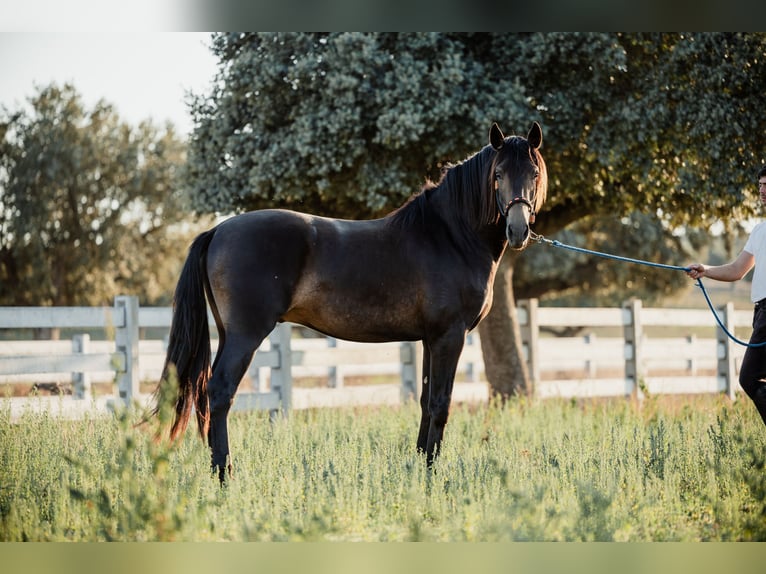 PRE Stallion 4 years 15,2 hh Dun in BAÑOS DE LEDESMA