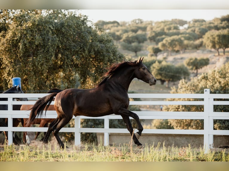 PRE Stallion 4 years 15,2 hh Dun in BAÑOS DE LEDESMA