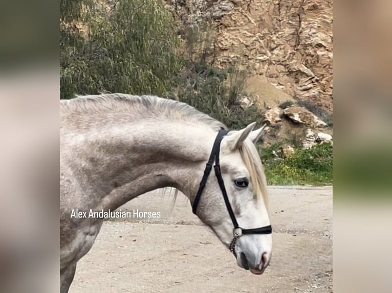 PRE Mix Stallion 4 years 15,2 hh Gray in Sevilla