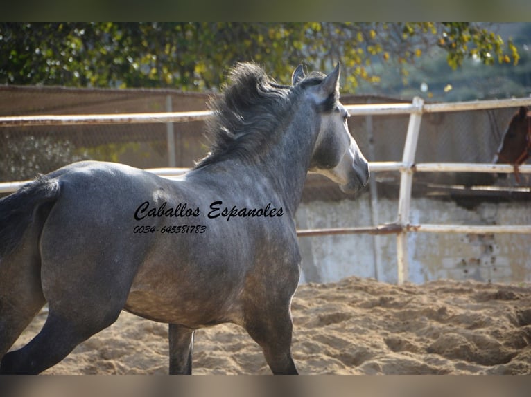 PRE Stallion 4 years 15,2 hh Gray-Dapple in Vejer de la Frontera