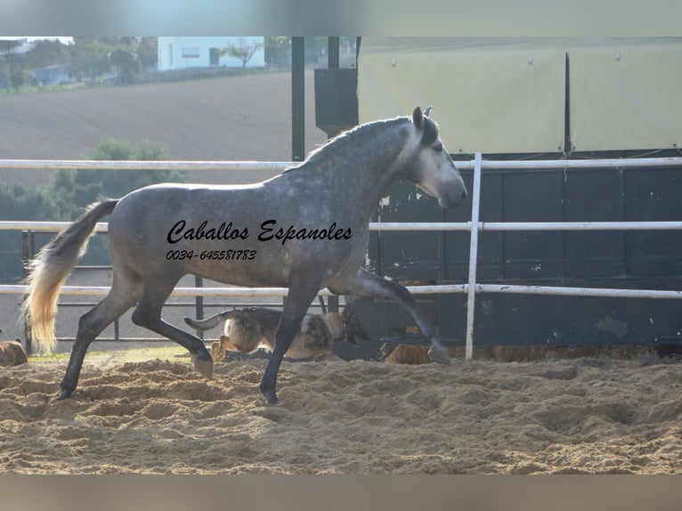 PRE Stallion 4 years 15,2 hh Gray-Dapple in Vejer de la Frontera