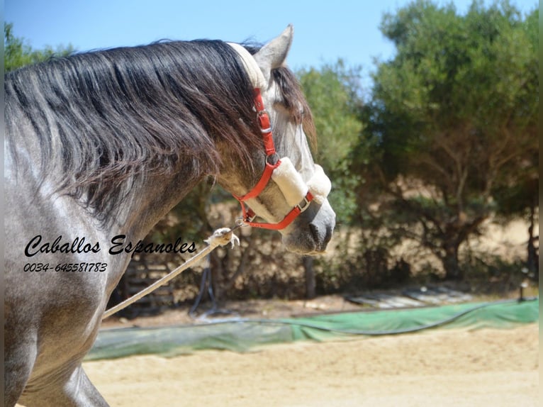 PRE Stallion 4 years 15,2 hh Gray-Dapple in Vejer de la Fronteara