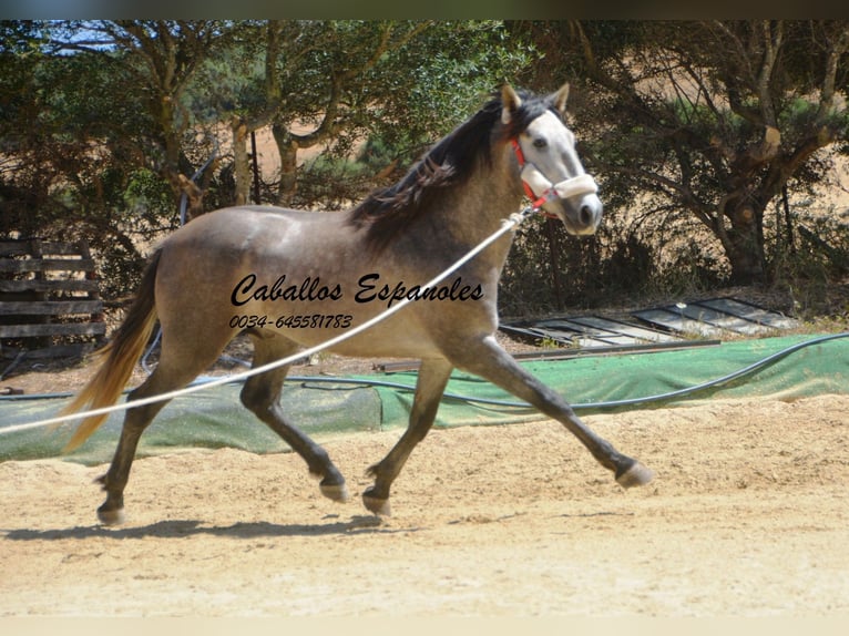 PRE Stallion 4 years 15,2 hh Gray-Dapple in Vejer de la Fronteara