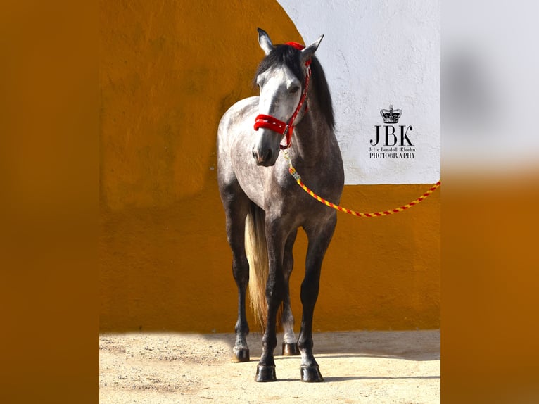 PRE Stallion 4 years 15,2 hh Gray in Tabernas Almeria