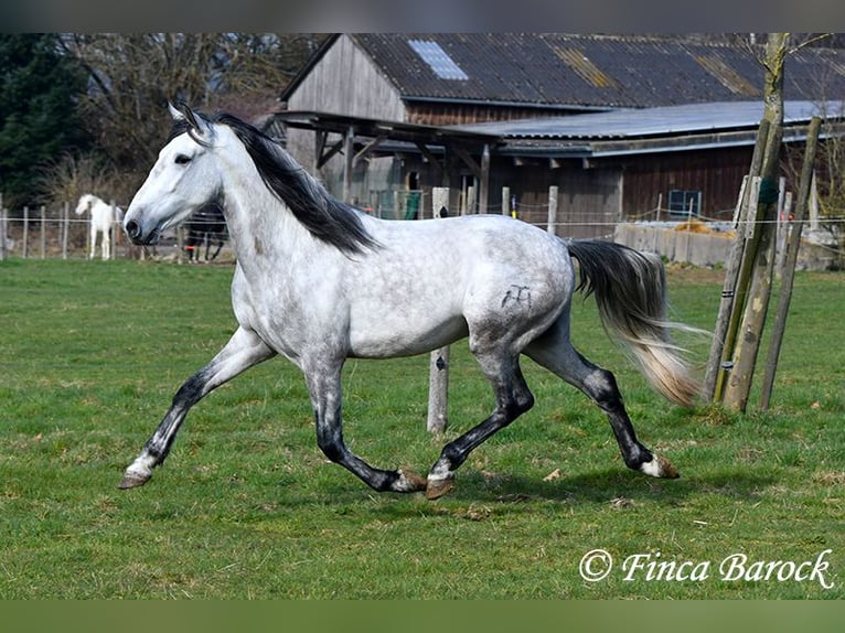 PRE Stallion 4 years 15,2 hh Gray in Wiebelsheim