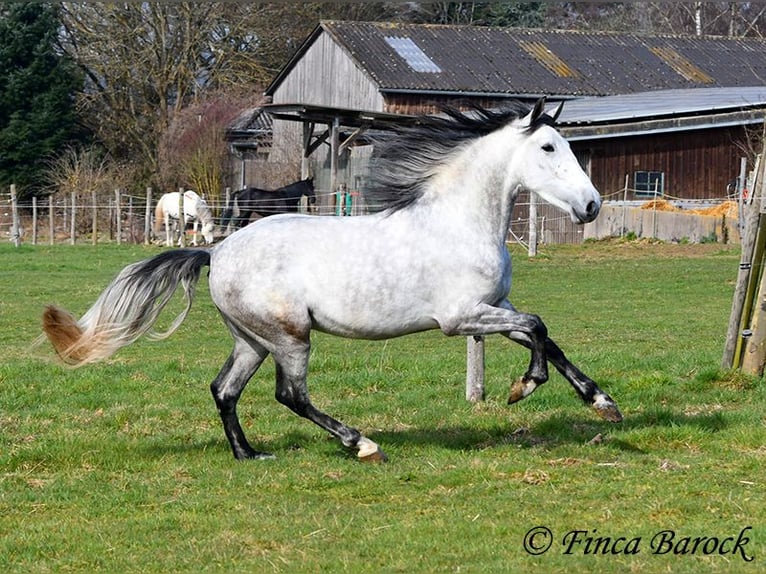 PRE Stallion 4 years 15,2 hh Gray in Wiebelsheim